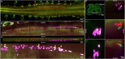 Visual three-dimensional spatial distribution of motor neurons innervating superficial limb muscles in mice